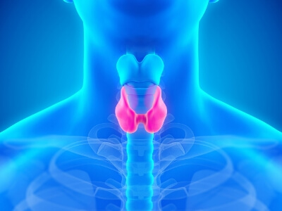 thyroid illustration on blue hue